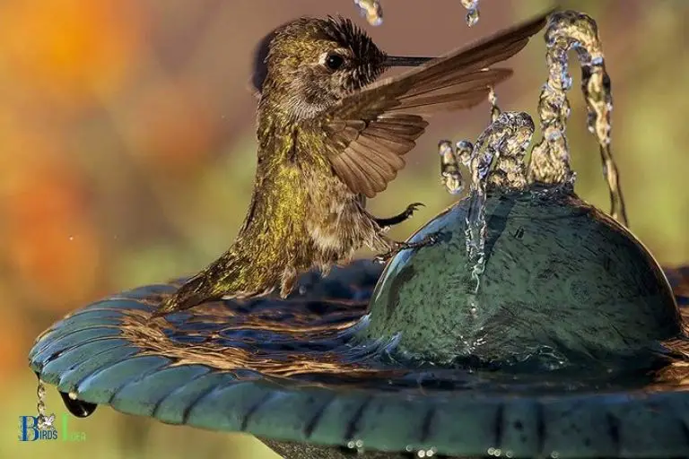 Conclusion on Benefits of plain Water for Hummingbirds