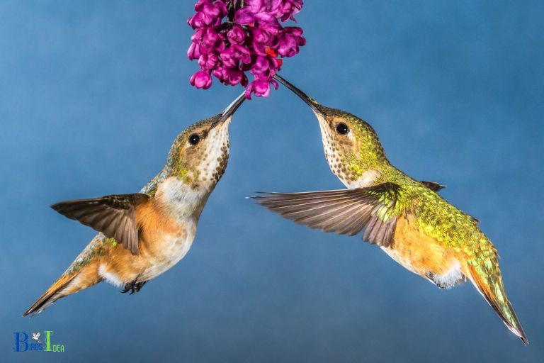 Dietary Differences of Rufous and Allens Hummingbirds