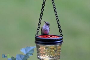 DIY Hummingbird Feeder Parts: Step-by-Step Guide!
