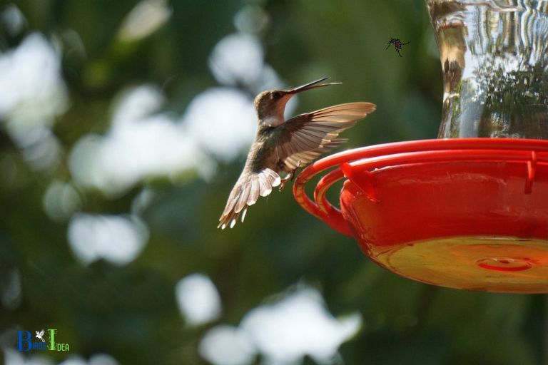 Do Hummingbird Feeders Attract Mosquitoes