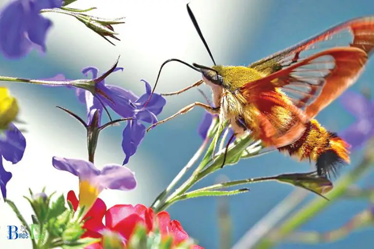 Do Hummingbird Moths Pollinate