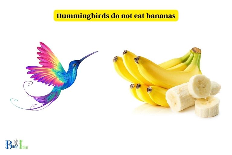 Do Hummingbirds Eat Bananas