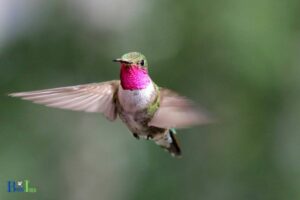 Do Hummingbirds Ever Land: Yes, 5 Factors!