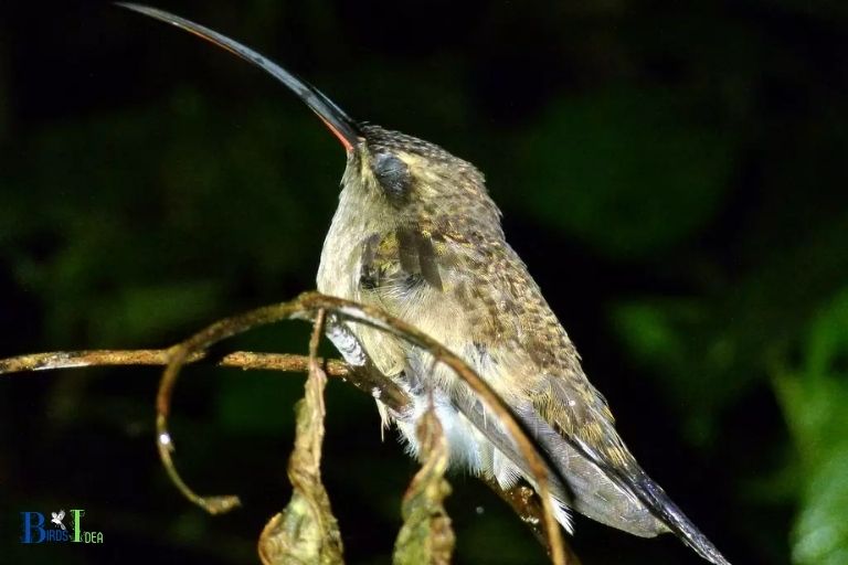 Do Hummingbirds Experience REM Sleep 1