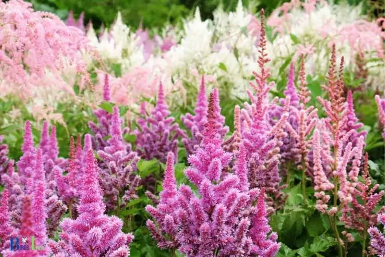 Do Hummingbirds Like Astilbe