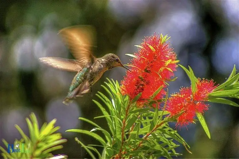 Do Hummingbirds Like Bottlebrush Trees