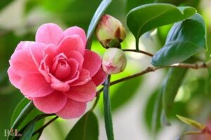 Do Hummingbirds Like Camellias: Yes, 8 Species!