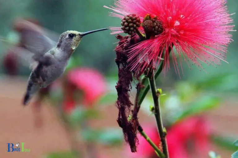 Do Hummingbirds Like Mimosa Trees