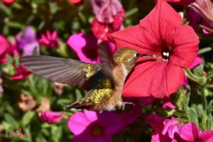 Do Hummingbirds Like Petunia? Yes, 8 Species!