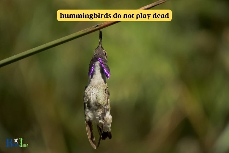 Do Hummingbirds Play Dead