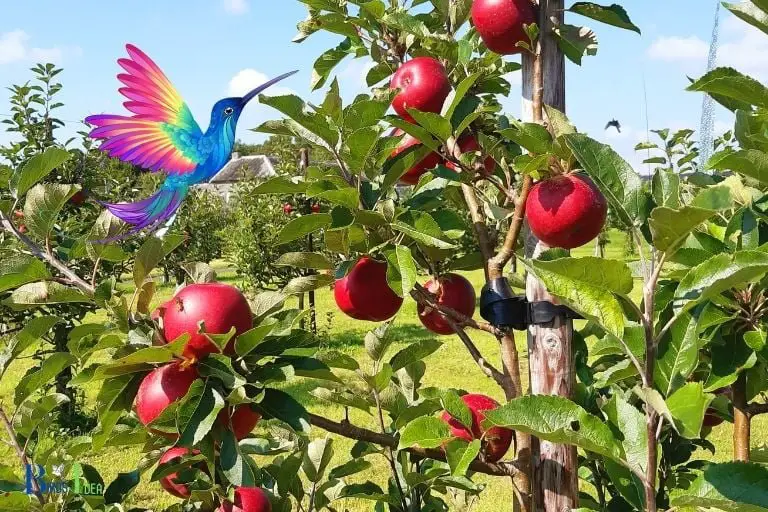 Do Hummingbirds Pollinate Fruit Trees