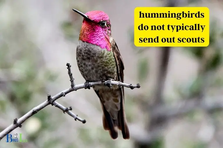 Do Hummingbirds Send Out Scouts