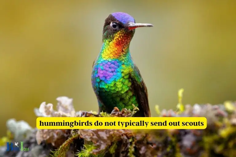 Do Hummingbirds Send Out Scouts