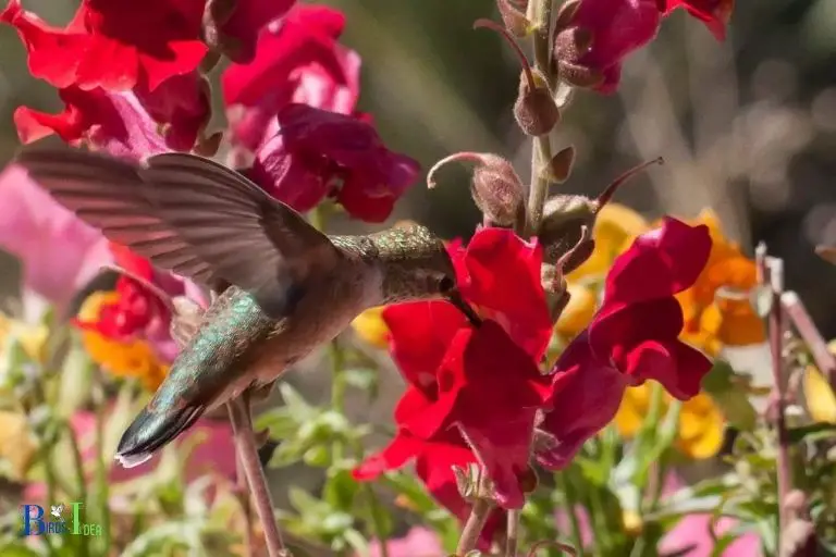 Do Snapdragons Attract Hummingbirds