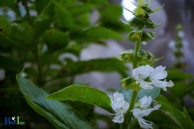 Does Basil Provide Protection for Hummingbirds