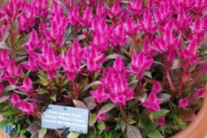 Does Celosia Attract Hummingbirds: Yes, Explain!