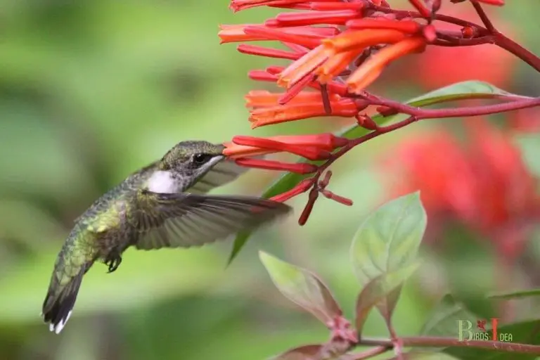 Does Firebush Attract Hummingbirds