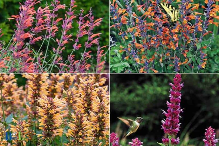 Factors Contributing to the Invasiveness of Tango Hummingbird Mint Agastache cana