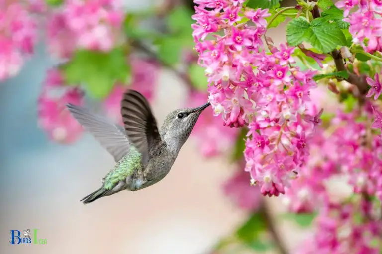 Feeding Habits of Oregon Hummingbirds