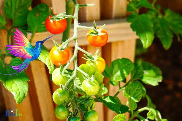 Four Points about Hummingbirds and Tomatoes