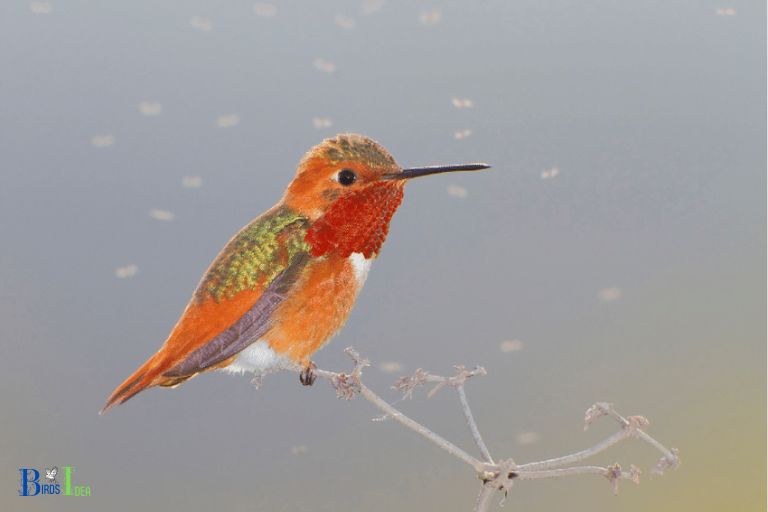 Habitats and Migration Patterns of Rufous and Allens Hummingbirds