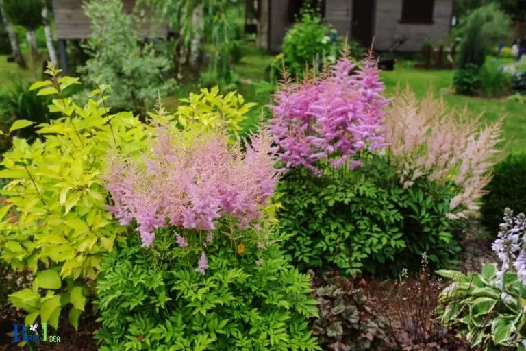 How Astilbe Attracts Hummingbirds
