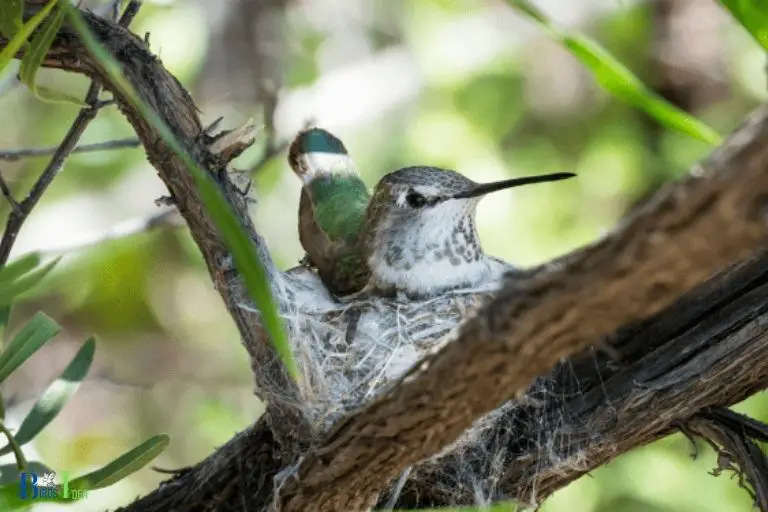 How Astilbe Can be Used in Hummingbird Nests