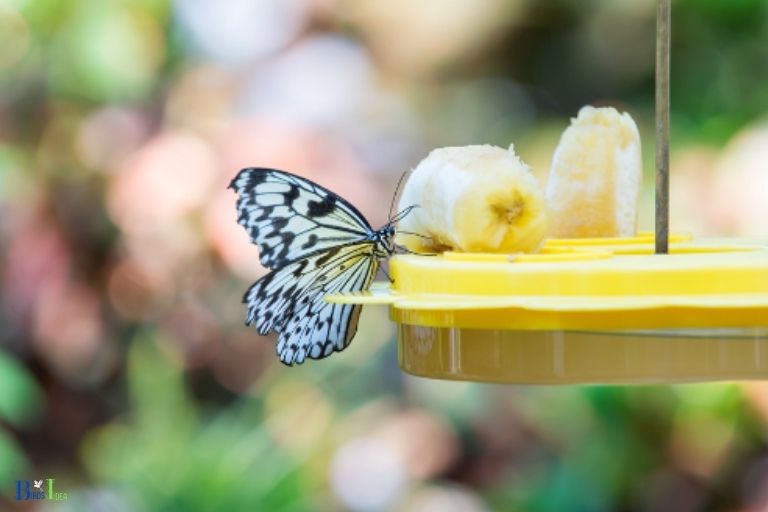 How Butterflies Feed on Hummingbird Nectar