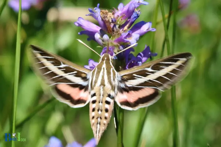 How Can Humans Enjoy Hummingbird Moths