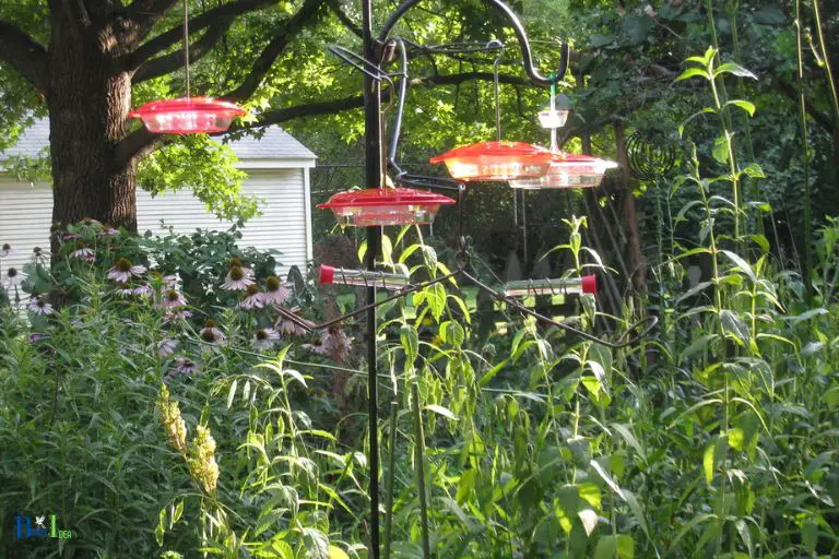 How Can Hummingbird Lovers Help Maintain A Diverse Population