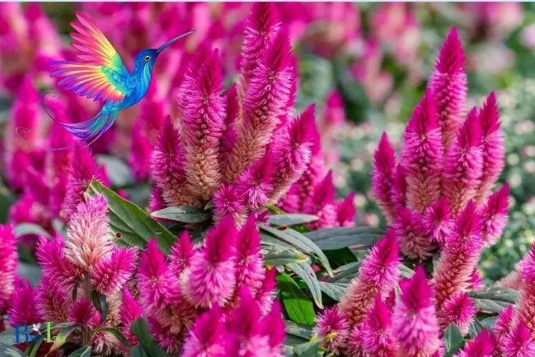 How Can Hummingbirds Spot Celosia From A Distance
