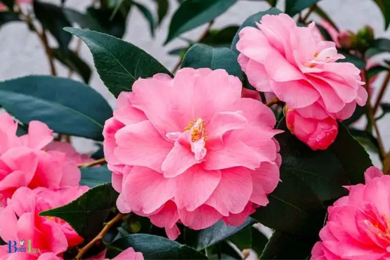 How Do Hummingbirds Benefit From Camellias