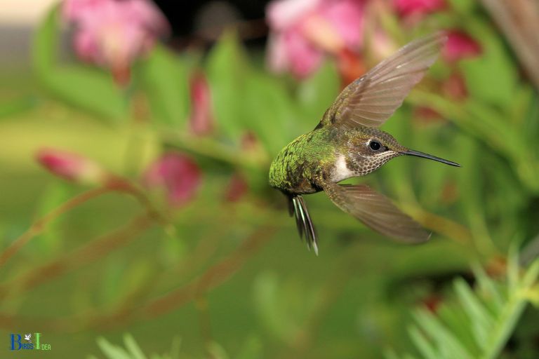 How Do Hummingbirds Hover and Fly