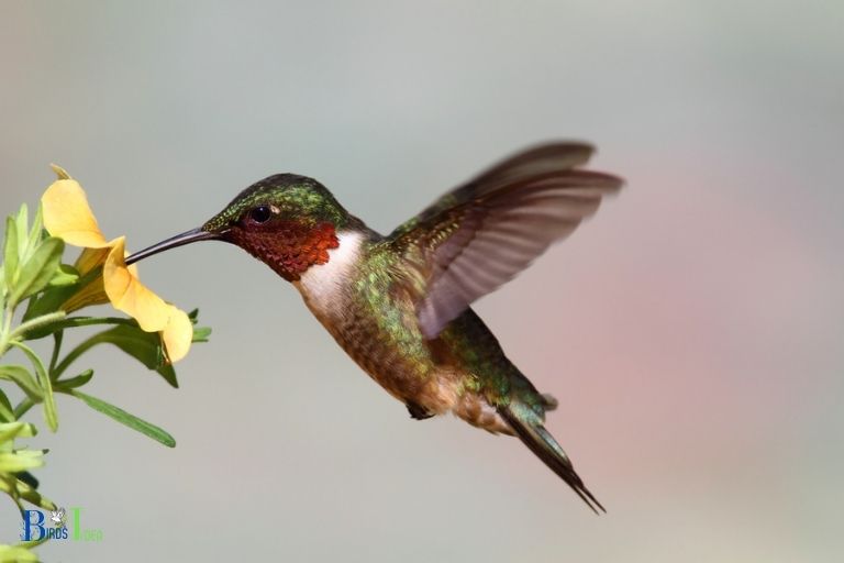 How Do Hummingbirds Migration Cycle In Delaware