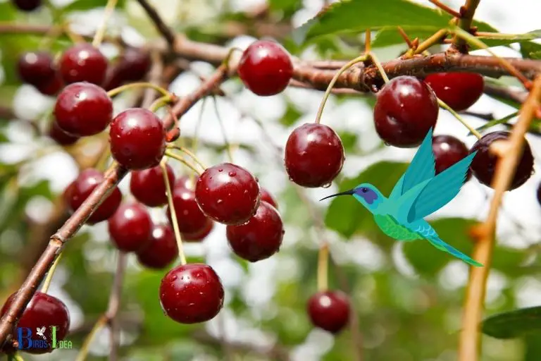 How Do Hummingbirds Pollinate Fruit Trees