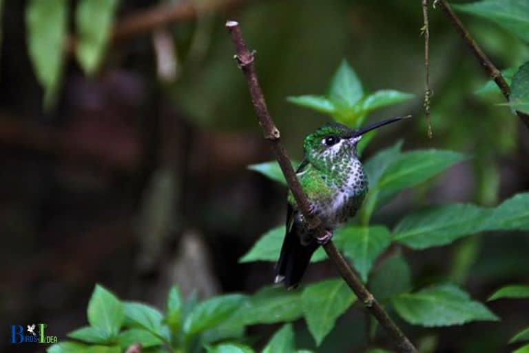 How Do Hummingbirds Survive Storms