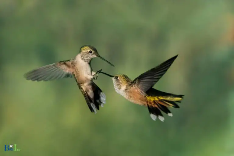 How Do Hummingbirds Try to Defend Themselves
