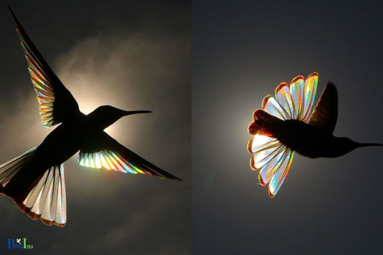 How Do Hummingbirds Use the Sunlight