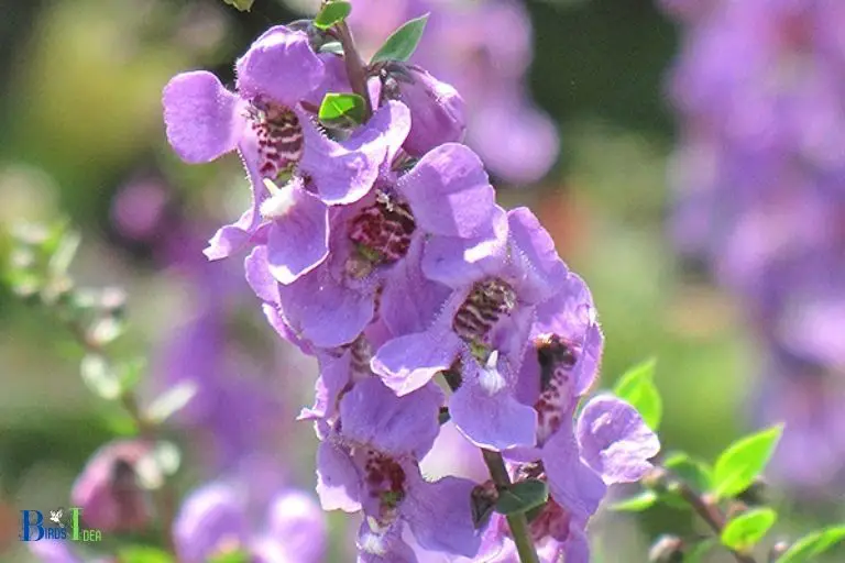 How Does Angelonia Provide Nutrition to Hummingbirds
