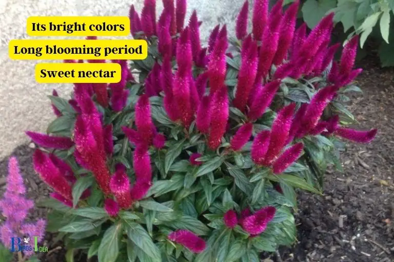 How Does Celosia Attract Hummingbirds