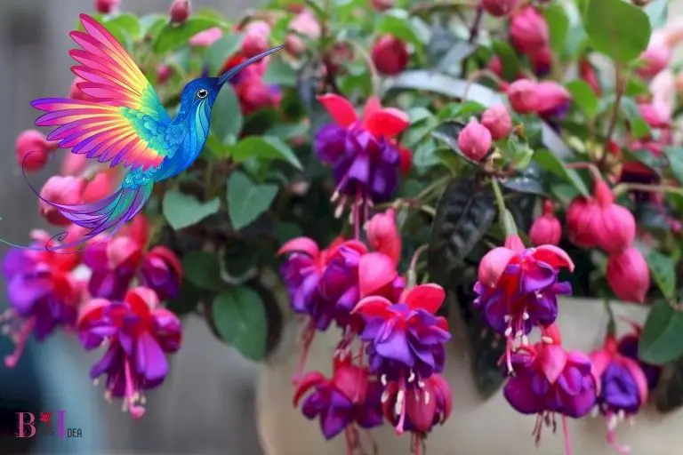 How Does Planting Fuchsia Attract Hummingbirds