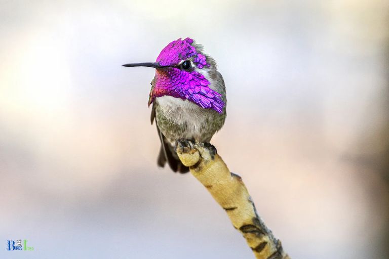 How Does Size Affect the Risks of Attacks on Hummingbirds