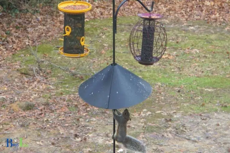 How Does a Squirrel Baffle Help Keep Squirrels Away From Hummingbird Feeders
