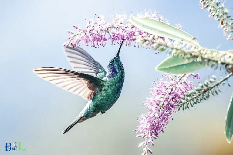 How Does the Combination of a Hummingbird and Flower Represent a Harmonious Relationship
