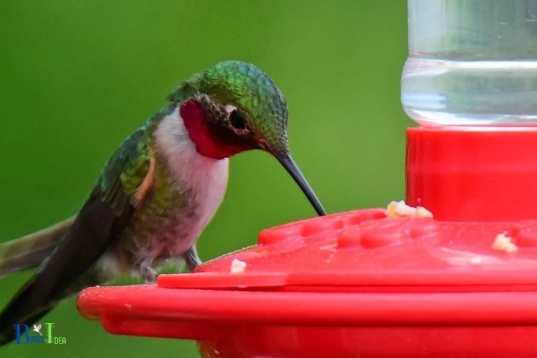 How Does the Nectar in Hummingbird Feeders Differ from Honey