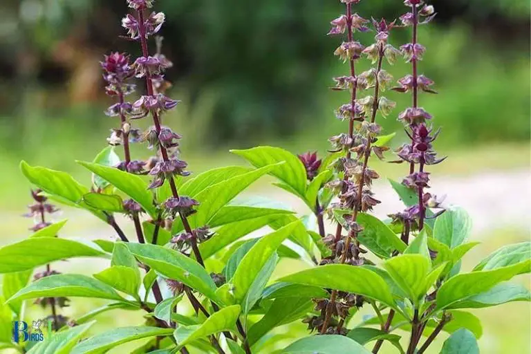 How Does the Scent of Basil Affect Hummingbirds