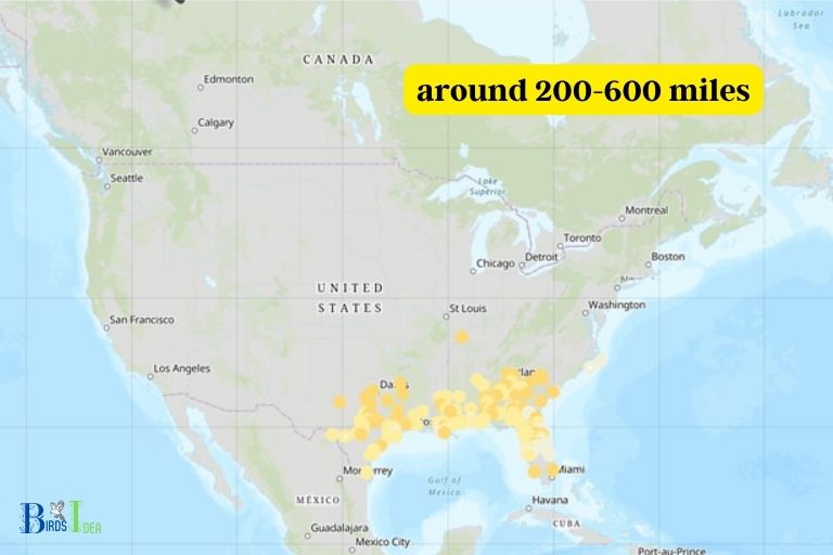 How Far Do Hummingbirds Migrate