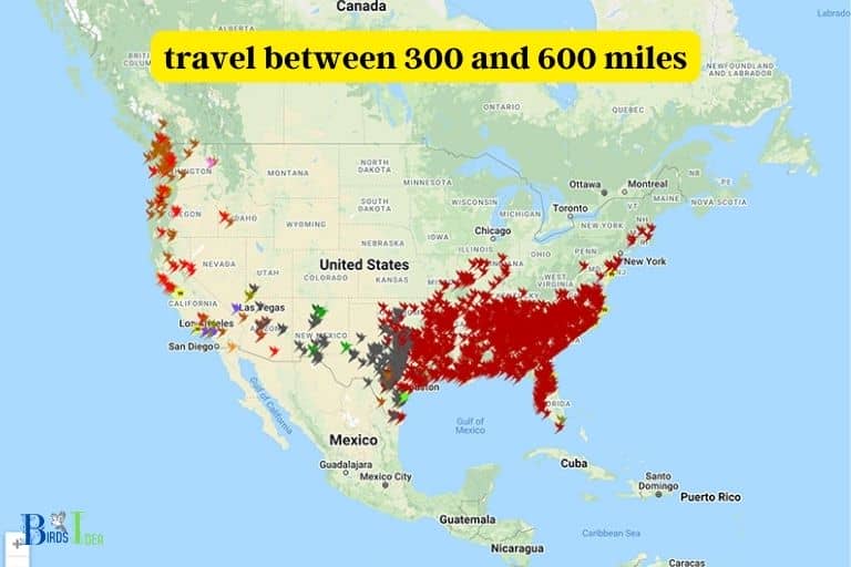 How Far Do Mature Hummingbirds Travel