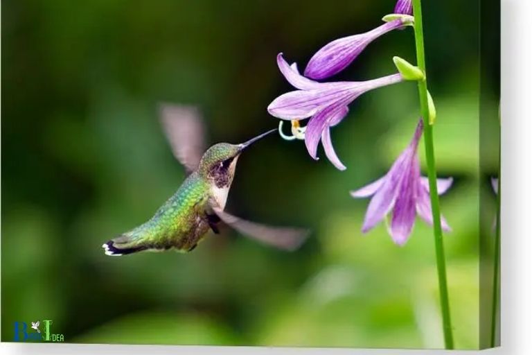 How Hostas Help Hummingbirds Thrive
