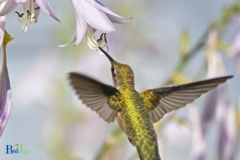 How Hummingbirds Feed from Hostas